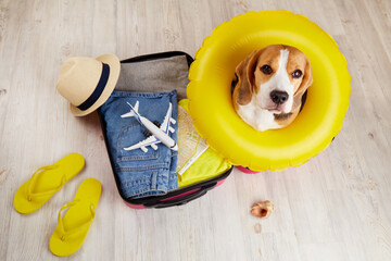 A beagle dog in a swimming ring sits in a suitcase with things for a summer vacation at sea. Top...