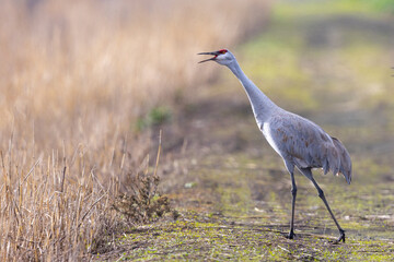 Sandhill crane, seen in the wild in a North California marsh 