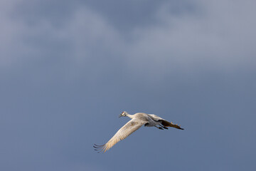 Sandhill crane, crane, , landing, flying, wing, beauty, stork, spread wings, feather, beak, white,...