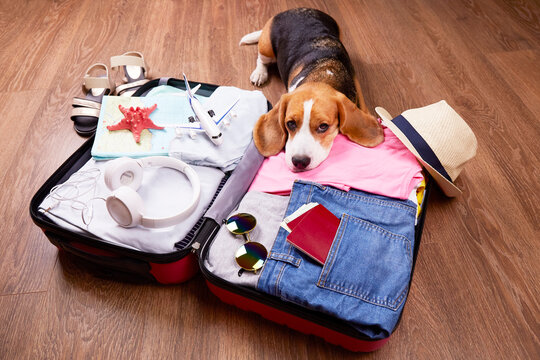A beagle dog is lying on an open suitcase with clothes and leisure items. Summer travel, preparation for the trip, packing of luggage.