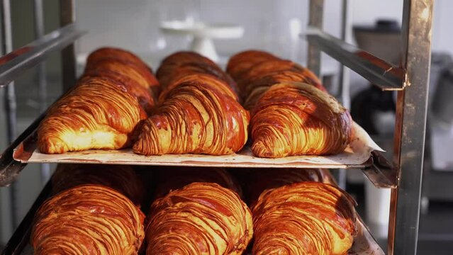 Croissants are in tray after leaving the oven for customers on breakfast in a commercial kitchen.Freshly baked croissant for sale in bakery