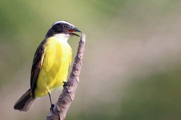 Social Flycatcher (Myiozetetes similis), isolated, perched on the end of a branch with its beak open