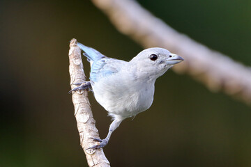 Sayaca Tanager (Thraupis sayaca) isolated, perched on a branch in an acrobatic pose