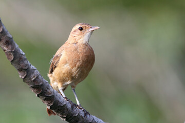 Rufous Hornero (Furnarius rufus), isolated, perched on a branch