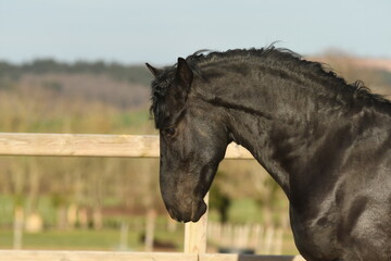 Un cheval de race frison