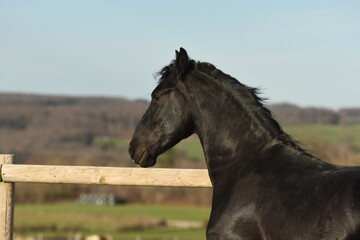 Un cheval de race frison