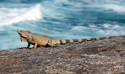 Iguana, El Morro Fortress, San Juan, Puerto Rico