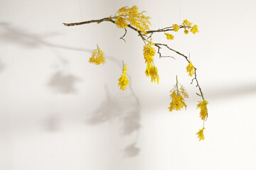 Hanging yellow mimosa flowers against white wall with shadows on it. Concept of women's or mothers day. Flower composition for interior decoration. Spring concept.