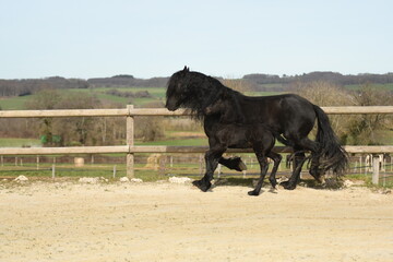 Un poulain de race frison avec sa maman cheval dans un élevage 