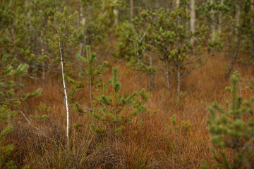 Young pine forest, reforestation concept in. Trakai historical national park, botanical zoological reserve.