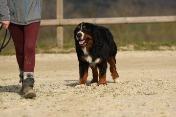 un chien de race bouvier bernois dans un &eacute;levage