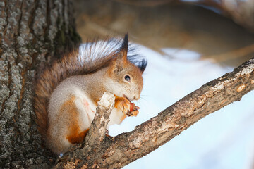 Naklejka na ściany i meble cute young squirrel on tree with held out paw against blurred winter forest in background.