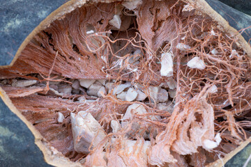 Broken baobab tree fruit and seeds.  Closeup african food background