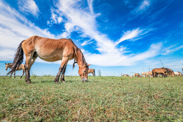 A horse is grazing in a field under a blue summer sky.