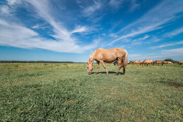 A horse is grazing in a field under a blue summer sky.