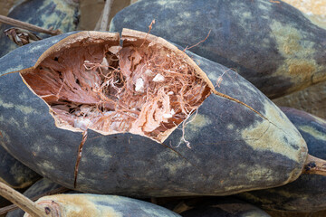 Baobab Whole Dry Fruits from Africa. Food Background