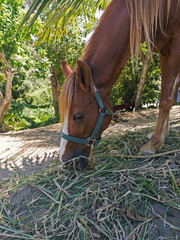 Domestic horse eats hay on a sunny day. - 582524820