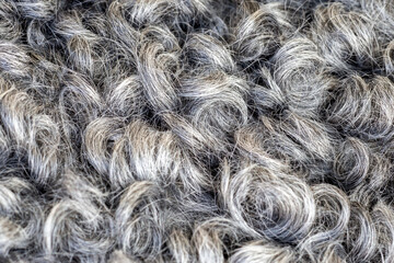 Gotland sheep. Wooly skin. Natural fur texture. Curly hair of farm animal