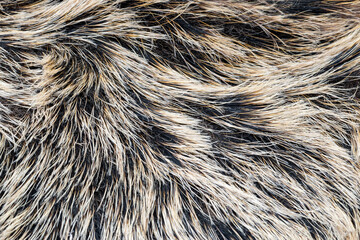 Wild boar fur texture. Animal skin, fur, and coat as background