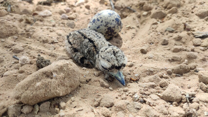 new born baby bird of red wattled lapwing