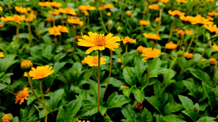 Blossoming yellow flower in the garden, close up view