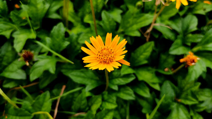 Blossoming yellow flower in the garden, close up view