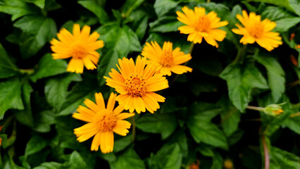 Fototapeta premium Blossoming yellow flower in the garden, close up view