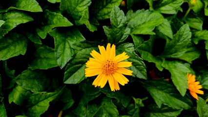 Blossoming yellow flower, close up view