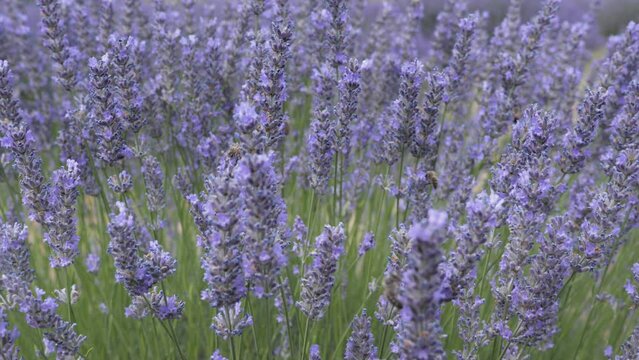Lavender flowers bloom by the summer.