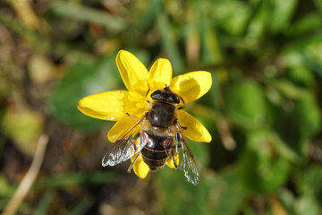 Female common drone fly, Eristalis tenax, family syrphidae on a flower of lesser celandine or pilewort (Ficaria verna) at the end of the winter. March  