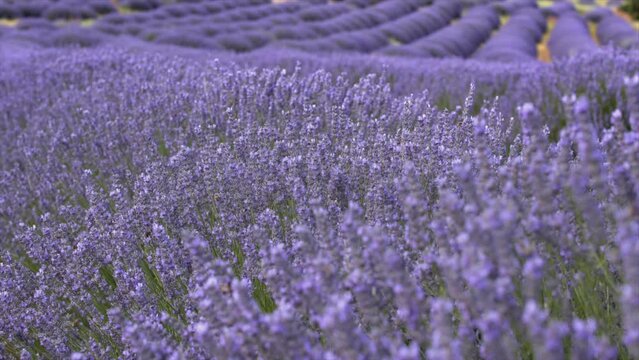 Lavender flowers bloom by the summer.