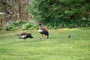 Milgans Paar mit Nachwuchs 