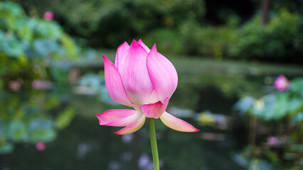 Obraz premium pink lotus flower