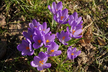 purple crocus flowers
