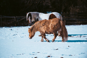 Ponies and horses Rolling and Playing in the Frosty Snow in the Field on a Sunny day