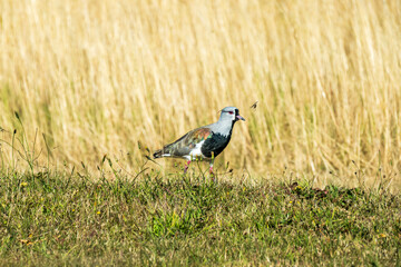 southern lapwing (Vanellus chilensis), commonly called quero-quero in Brazil, or tero in Argentina and Uruguay, is a wader in the order Charadriiformes.