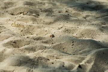 Hermit crab making its way across the sand
