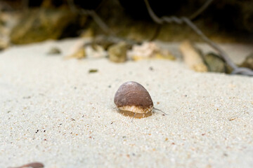 Sea snail at the beach
