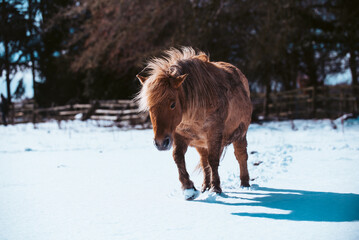 Ponies and horses Rolling and Playing in the Frosty Snow in the Field on a Sunny day