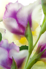 Fototapeta na wymiar Close-up of a beautiful gladiolus flower. 