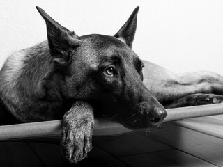 belgian shpherd dog in a black an white background