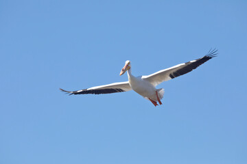 Fototapeta na wymiar An American white pelican, Pelecanus erythrorhynchos, in flight with full wingspan isolated on a blue sky background. 