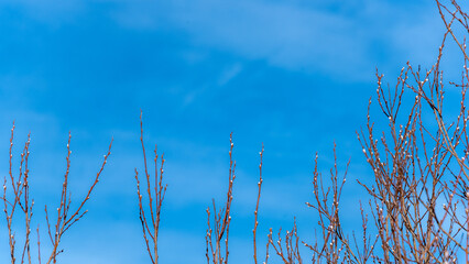 Willow branches with blossoming buds against a blue sky. Natural spring background.