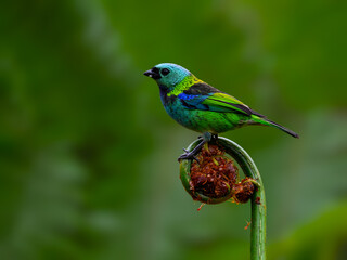 Green-headed Tanager portrait on a plant against dark green background