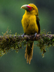 Saffron Toucanet portrait on  mossy stick on rainy day against dark background