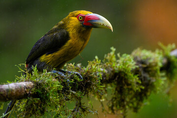 Saffron Toucanet portrait on  mossy stick on rainy day against dark background