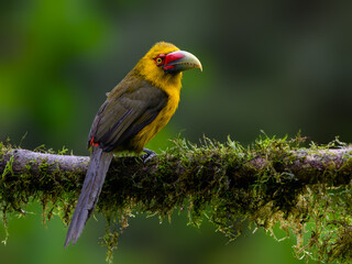 Saffron Toucanet portrait on  mossy stick on rainy day against dark background
