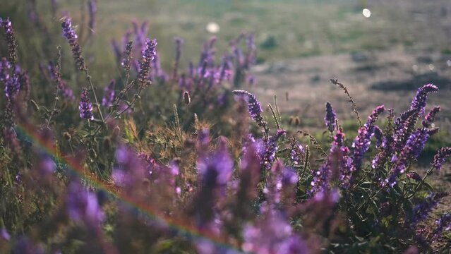 Beautiful blooming purple wild flowers sway in the wind. Provence, Tranquility. Sage flowers sway in the wind at sunset