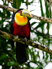 Red-breasted Toucan portrait on tree branch