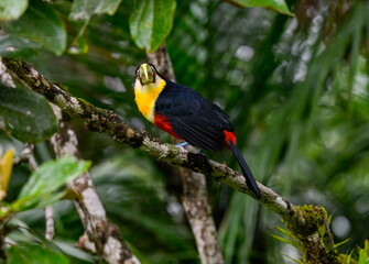 Red-breasted Toucan portrait on tree branch